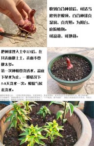 香水百合种球怎么养殖 如何种植香水百合球？