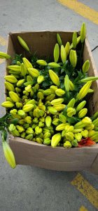 种植百合花可以收获几年 种植百合花需要几年才能收获？