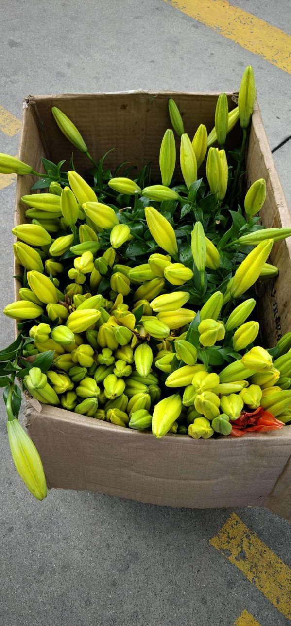 种植百合花可以收获几年
