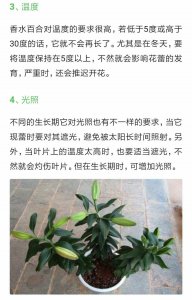 百合花生长环境和温度 百合花的生长环境和理想温度