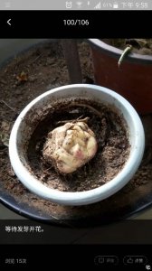 百合球种植徒长怎么办 应对百合球种植过长问题的方法