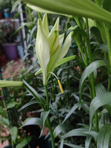 冬季百合花适合的温度 冬季百合花的最佳生长温度
