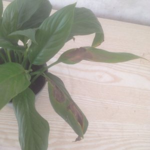 白掌花有病斑会传染别的植物吗 白掌花病斑是否会传染其他植物？