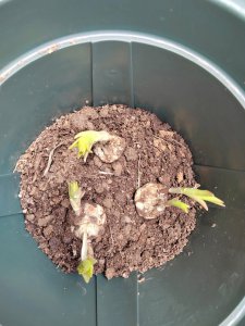 百合花怎么栽培第二次 百合花如何进行后期养护？