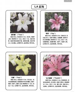 百合花的栽培方法和注意事项 百合花的种植技巧和注意事项