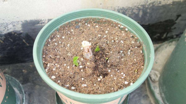 百合花种子需要每天浇水吗