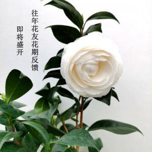 白色的可在室内养的花 白色可室内养的花
白色适室内种植的花