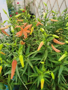 百合卷丹种子种植方法 种植丹种子的方法
栽培丹种子的步骤