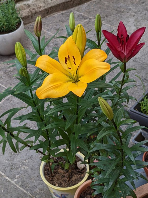什么条件下可以种植百合