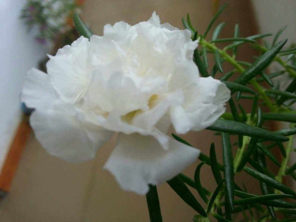 白色太阳花花语是什么