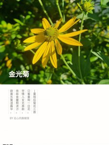 黑心金光菊寓意是什么 金光菊象征着黑心意味深长