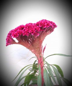 鸡冠花寓意是什么 鸡冠花的象征意义是什么？