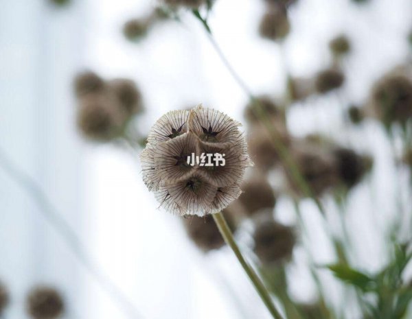 风车果花语是什么