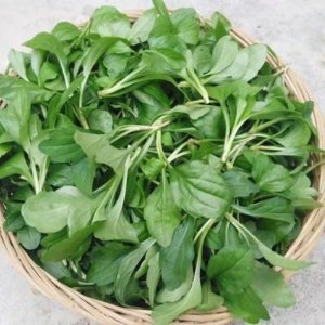 马兰是什么菜 马兰是哪种植物