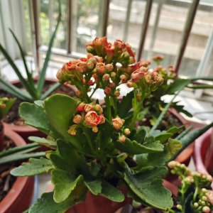 长寿花夏天可以修剪吗 长寿花夏季适合修剪吗？