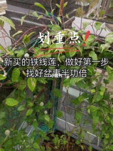 铁线莲根怎样栽种 铁线莲根如何种植
铁线莲根的种植方法