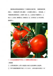 西红柿的管理要点 西红柿种植的关键管理要点