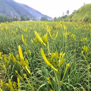 野生黄花菜能吃吗 野生黄花菜是否可以食用？