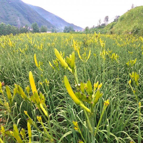 野生黄花菜能吃吗