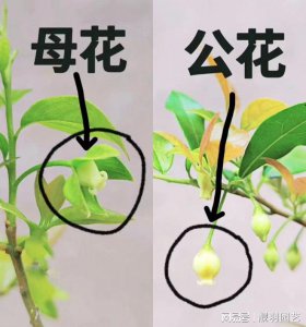 西红柿雌雄花怎么区列 西红柿雌雄花如何区分？