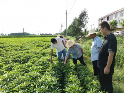 河南种植什么药材最好 在河南最适合种植哪些药材？