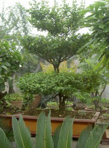 屋顶花园适合种什么树好风水 屋顶花园适合栽种哪些树种最佳？