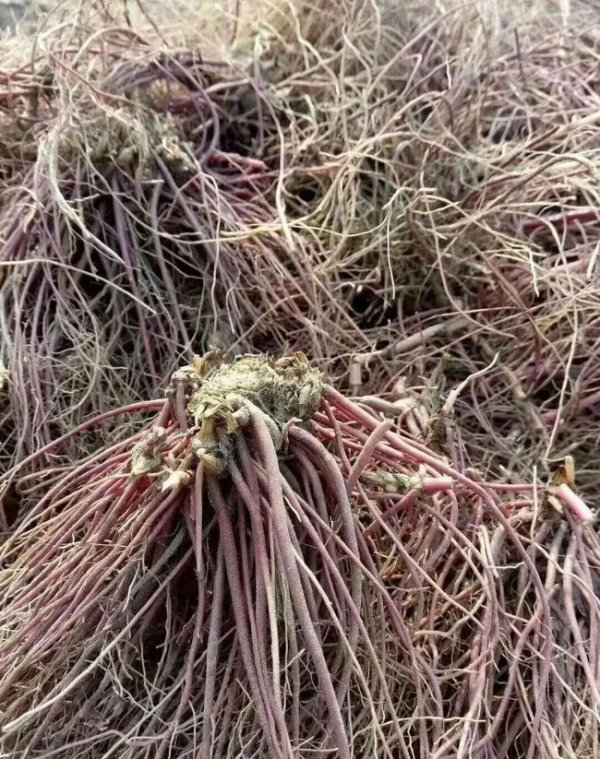 （X-J）适合种植什么药材