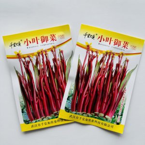 十月红菜苔种植时间和方法 十月种植红菜苔的时间和方法