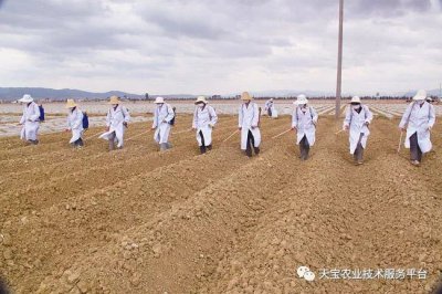 菜地土壤消毒的最好方法 菜地土壤消毒的最佳方式