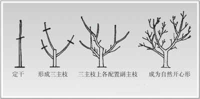 腊梅花怎么种植方法和注意事项 种植腊梅花的方法和注意事项