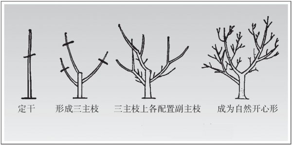 腊梅花怎么种植方法和注意事项