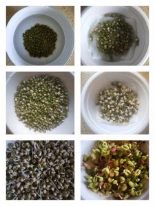 绿豆几天能发芽发好 绿豆需要几天才能完全长出芽？