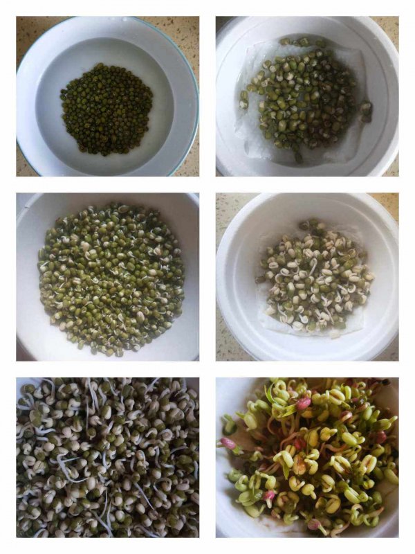 绿豆几天能发芽发好