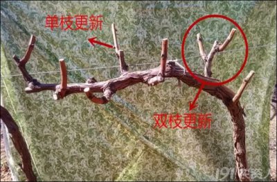 葡萄剪枝最佳时间 葡萄修剪最佳时机