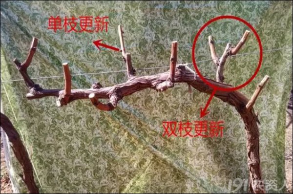 葡萄剪枝最佳时间