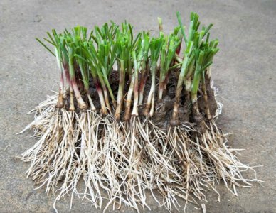 韭菜根移栽要剪根须吗 韭菜根移植需修剪根须吗？