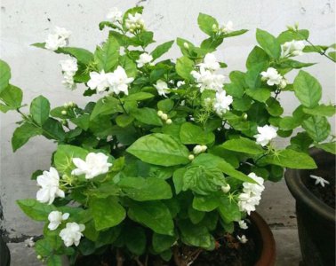 茉莉花冬季的养殖方法 茉莉花在冬季的种植技巧