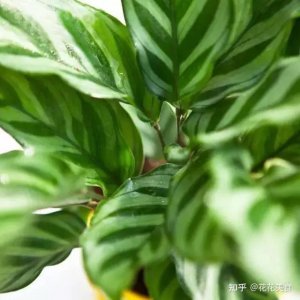 不需要光照的植物 不需要光照的植物
无需阳光的植物