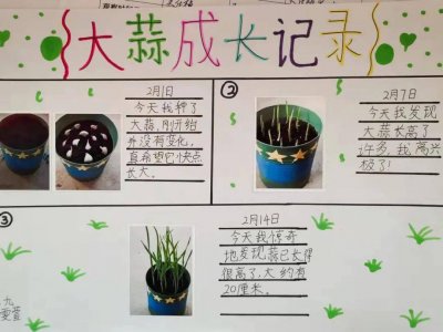阳台种大蒜的方法和时间 阳台种植大蒜的步骤和时机