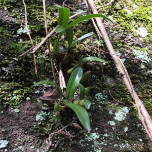 浙江适合种植什么药材 浙江适宜生长哪些药材