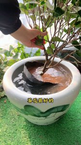 如何判断茶花是否该浇水 怎样判断茶花是否需要浇水