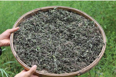干旱地区适合种植什么药材 适合在干旱地区种植的药材有哪些？