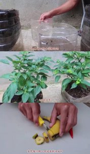 阳台种辣椒的种植方法 阳台种辣椒的种植指南