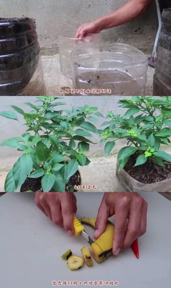 阳台种辣椒的种植方法