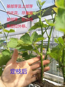 阳台种葡萄的种植方法 阳台栽培葡萄的技巧