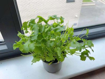 阳台种香菜的方法和步骤 在阳台上种植香菜的方法和步骤