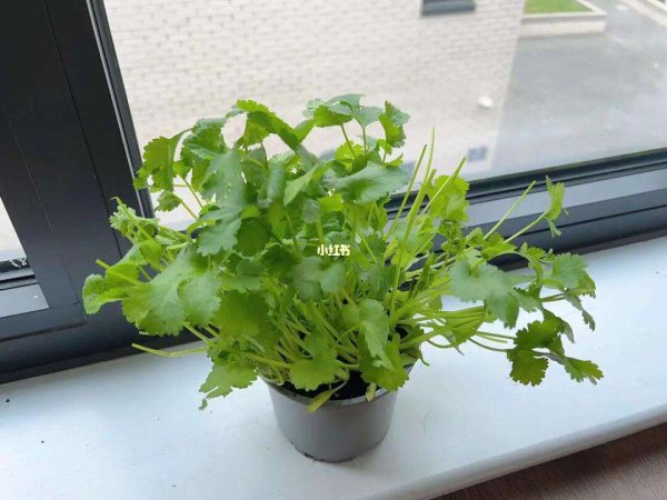 阳台种香菜的方法和步骤