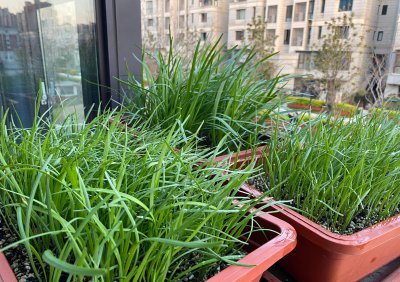 阳台种韭菜的方法和什么时间种 阳台种植韭菜的最佳时间和方法