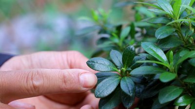 怎样判断杜鹃花该浇水 如何确定杜鹃花需不需要浇水