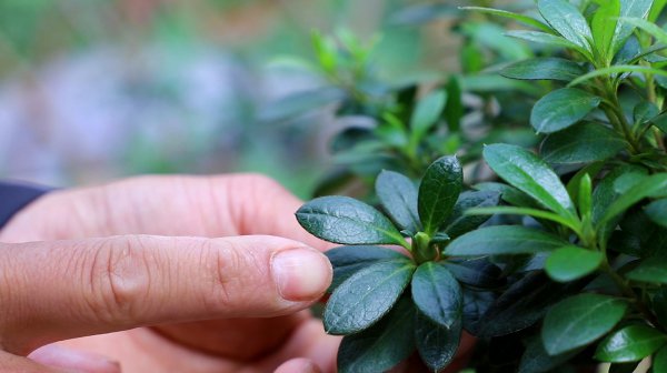 怎样判断杜鹃花该浇水